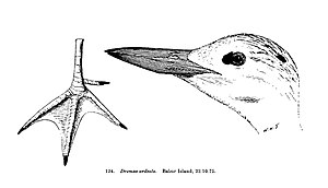 Dromadidae