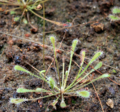 Drosera nidiformis Jardin botanico de Valencia 02 - edited.png