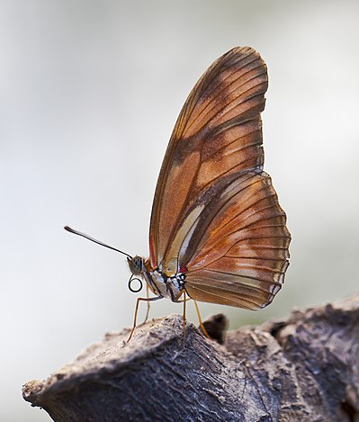 Dryas iulia met opgeklapte vleugels