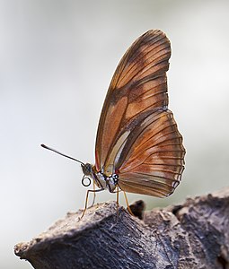 Dryas iulia (Julia Butterfly)