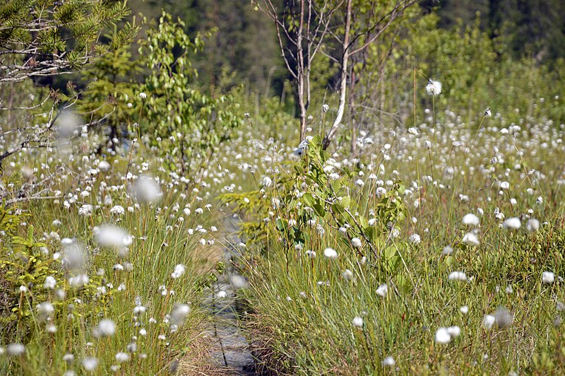 File:Duckboards through cottonsedge, Ånnaboda.jpg