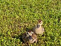 Ducklings in grass.jpg