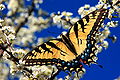 Papilio multicaudata