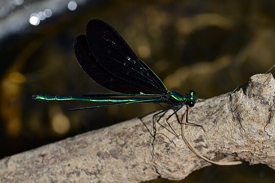 Ebony Jewelwing (Calopteryx maculata), Male