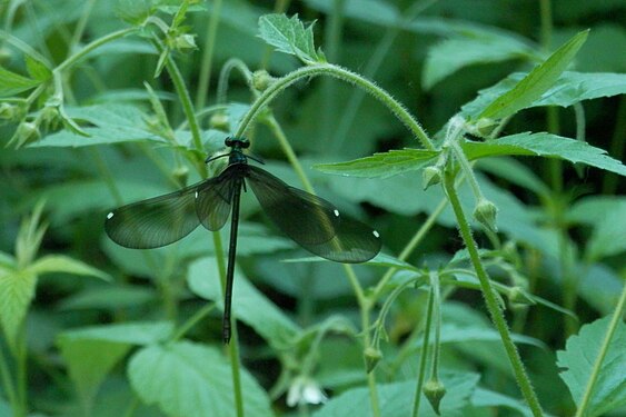 Calopteryx sp. (Female)