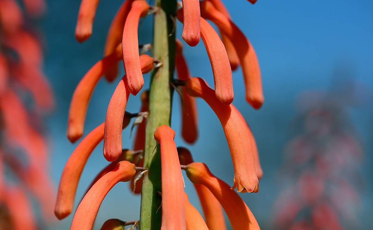 Poker plant echo rojo valley