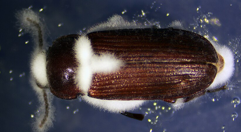 Close-up dorsal view of a specimen of Tenebrio molitor, also known as the mealworm, viewed through a magnifying glass. The insect exhibits clear signs of infection by the entomopathogenic fungus Beauveria bassiana. The surface of the insect's exoskeleton reveals the presence of characteristic structures of the hyaline fungus, such as spores and mycelium. The infective cycle of Beauveria bassiana begins with the adherence of conidia to the insect's cuticle, leading to entry, colonization, and the eventual death of T. molitor. Subsequently, the fungus emerges on the insect's surface and horizontally spreads to other insects, initiating new infective cycles. This image is valuable for illustrating the biology and pathology of the host-fungus relationship and may be of interest in the context of entomology and biological pest control. Photo by Lautaro Preisegger, Daysi Espín Sánchez, and Carla Huarte-Bonnet