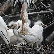 Little egret - Wikipedia