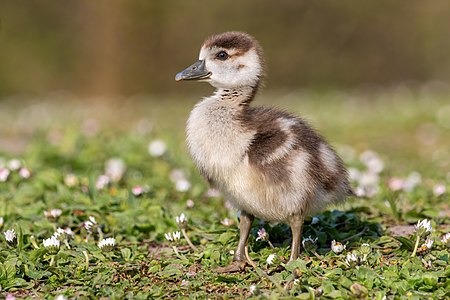 Alopochen aegyptiacus (Egyptian Goose gosling)