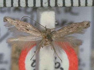 <i>Elachista melanura</i> Species of moth endemic to New Zealand