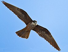 The Eleanora's falcon is a local predator on some Mediterranean islands. Eleonorenfalke1.jpg