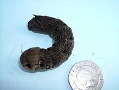 Elephant Head Caterpiller (Deilephila elpenor) showing size