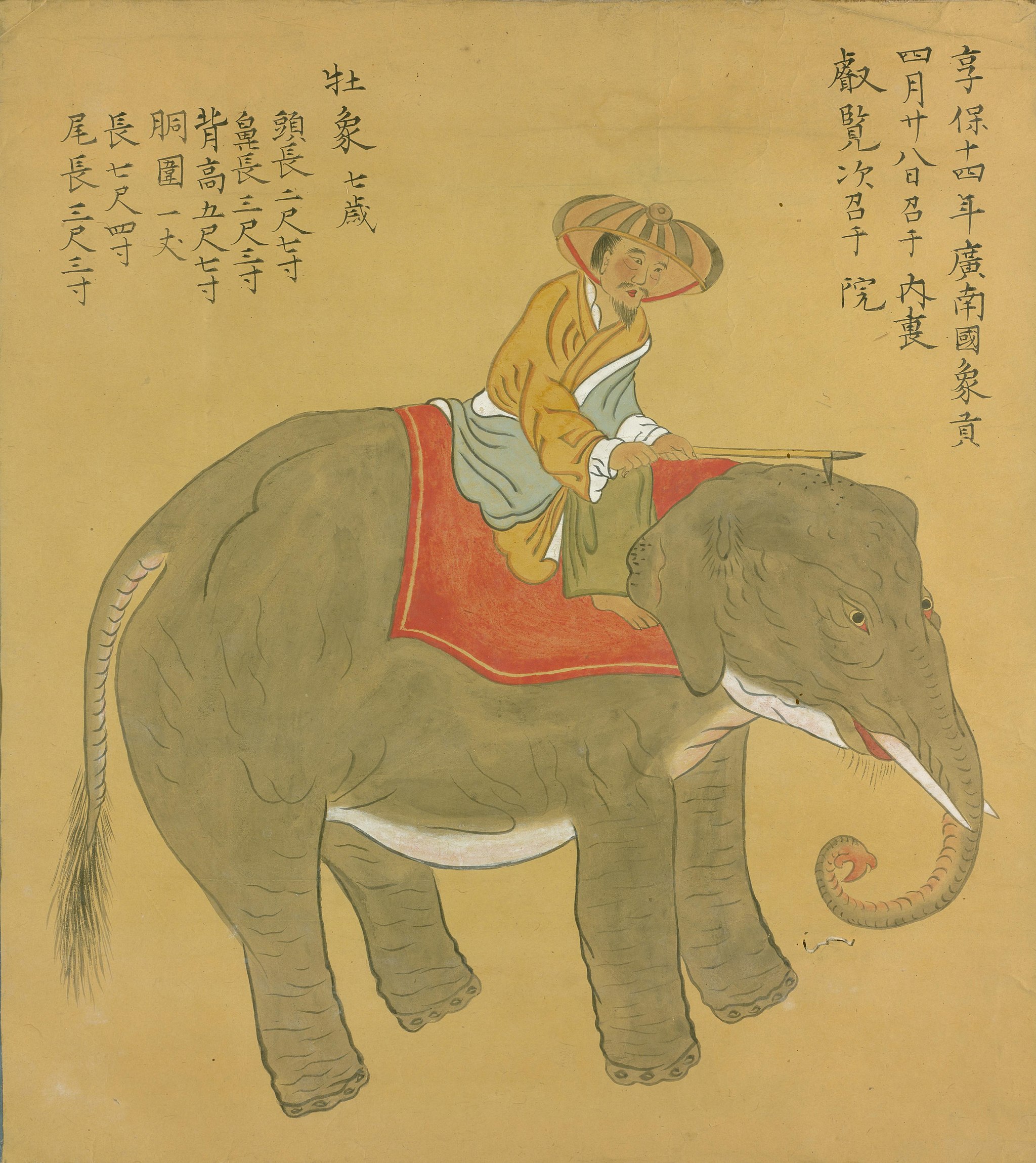 Elephant ridden by mahout.