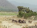 * Nomination Wild Asian elephant herd in Corbett NP (by Ajtjohnsingh) --Shankar Raman 06:44, 26 September 2017 (UTC) * Promotion  Comment see crop suggestion (to get rid the bird at the top and the cut trunk). --C messier 10:27, 4 October 2017 (UTC)  Comment Removed the bird, fixed levels, and cropped. Do take a look C messier--Shankar Raman 06:33, 8 October 2017 (UTC)  Support OK. --C messier 13:13, 10 October 2017 (UTC)