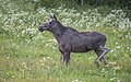 * Nomination Elk (Alces alces) female --Charlesjsharp 10:49, 27 October 2023 (UTC) * Promotion  Support Good quality. --MB-one 13:01, 27 October 2023 (UTC)