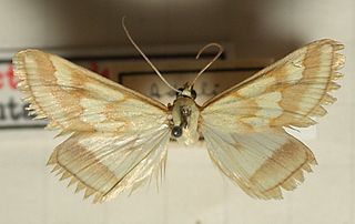 <i>Ephelis</i> (moth) Genus of moths