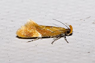 <i>Epicallima formosella</i> Species of moth