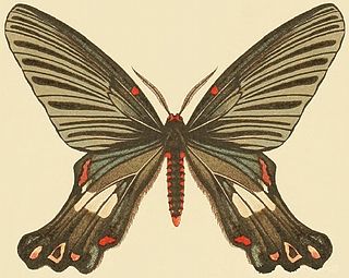 <i>Epicopeia caroli</i> Species of moth
