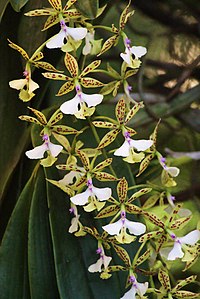 Epidendrum stamfordianum - Flickr 005.jpg