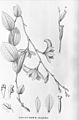 Epistephium sclerophyllum plate 28 in: Alfred Cogniaux: Flora Brasiliensis vol. 3 pt. 4 (1893-1896)