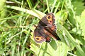 Accouplement de Moiré sylvicole