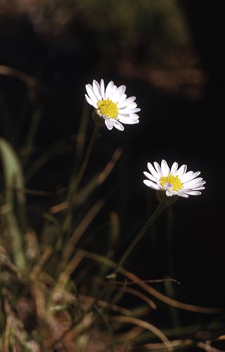 <i>Erigeron eatonii</i> Species of flowering plant