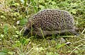 * Nomination West European Hedgehog (Erinaceus europaeus). --kallerna 13:01, 24 July 2009 (UTC) * Promotion OK --Mbdortmund 19:59, 31 July 2009 (UTC)