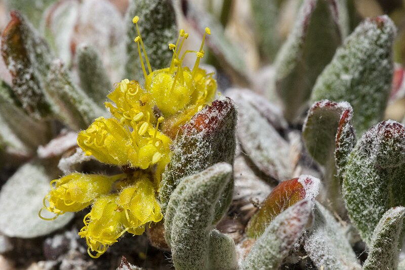 File:Eriogonum arcuatum - Flickr - aspidoscelis (1).jpg