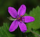 Erodium malacoides (Geraniaceae) Stork's bill