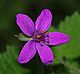 Erodium January 2008-4a.jpg