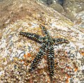 Estrella espinosa común (Marthasterias glacialis), Madeira, Portugal, 2019-05-30, DD 03.jpg