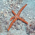 * Nomination Mediterranean red sea star (Echinaster sepositus), Teno-Rasca marine strip, Tenerife, Spain --Poco a poco 08:34, 30 August 2022 (UTC) * Promotion  Support Good quality. --Charlesjsharp 13:42, 30 August 2022 (UTC)