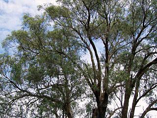 <i>Eucalyptus macarthurii</i> species of plant
