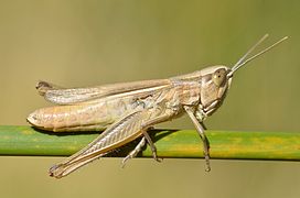 Insecto de primer plano, completamente marrón, parecido a un saltamontes, en una rama verde tan grande como él mismo.