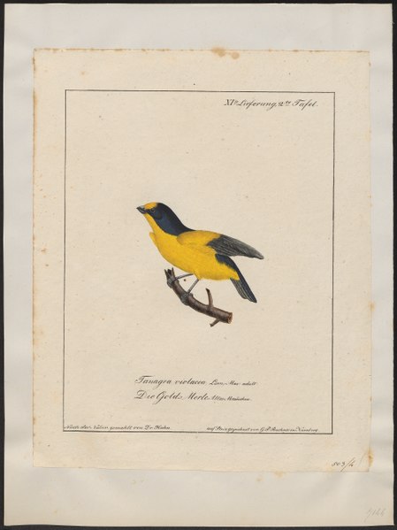 File:Euphonia violacea - 1700-1880 - Print - Iconographia Zoologica - Special Collections University of Amsterdam - UBA01 IZ15900423.tif