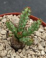 Euphorbia fanshawei