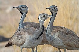 Корхаан намібійський (Eupodotis rueppellii)