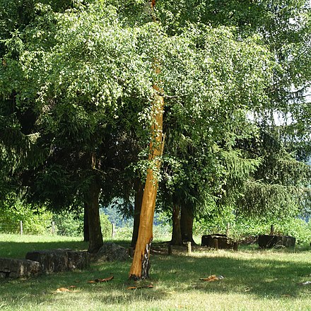 Explosive steam pressure between trunk and bark from lightning strike blew away birch bark