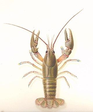 <i>Cambarus robustus</i> Species of crayfish