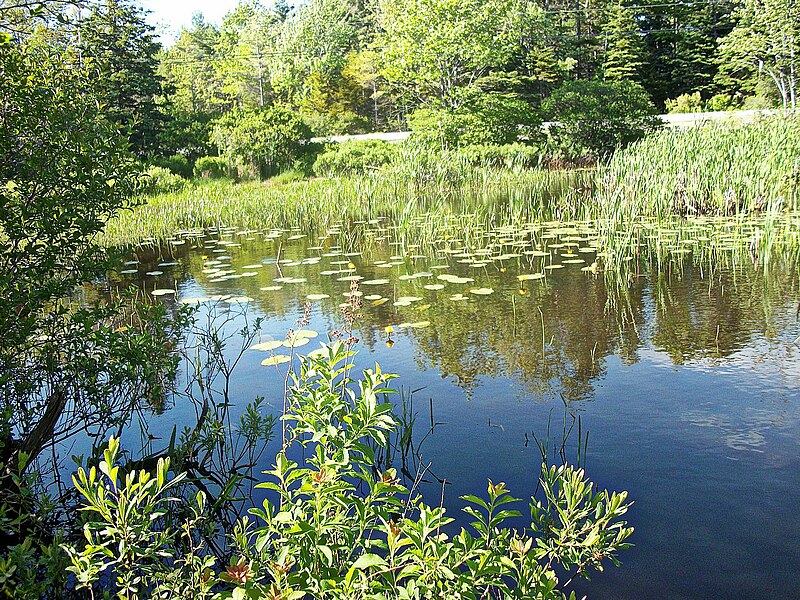 File:FROG POND.jpg