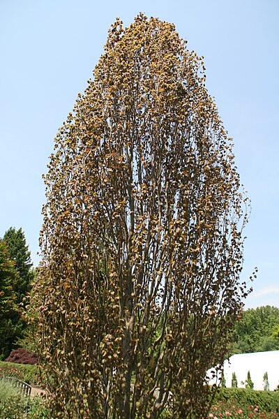 File:Fagus sylvatica Rohan Obelisk 0zz.jpg