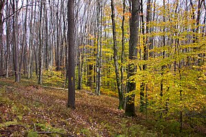 Fall in the forest FallForest WV USA.JPG