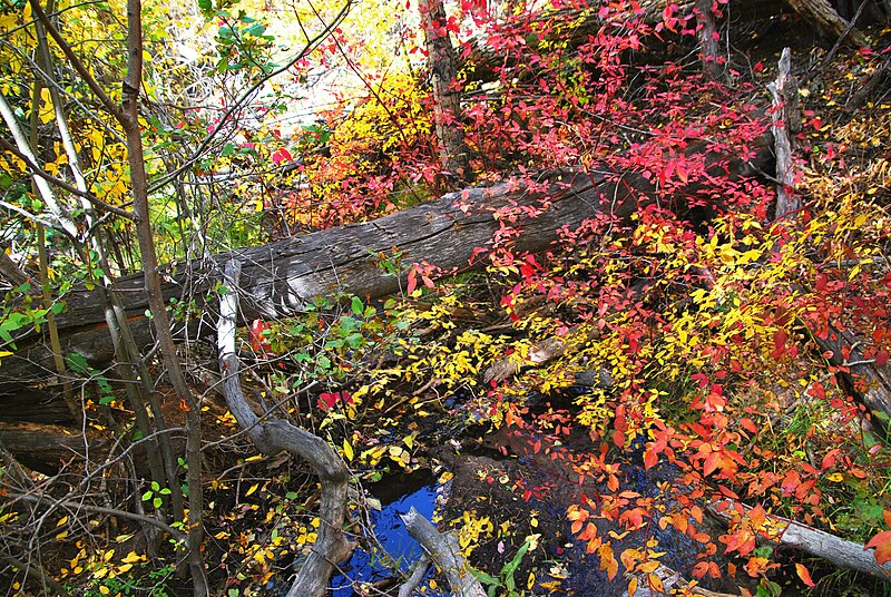 File:Fall Colors along Medano Creek, Great Sand Dunes National Park (15587881152).jpg