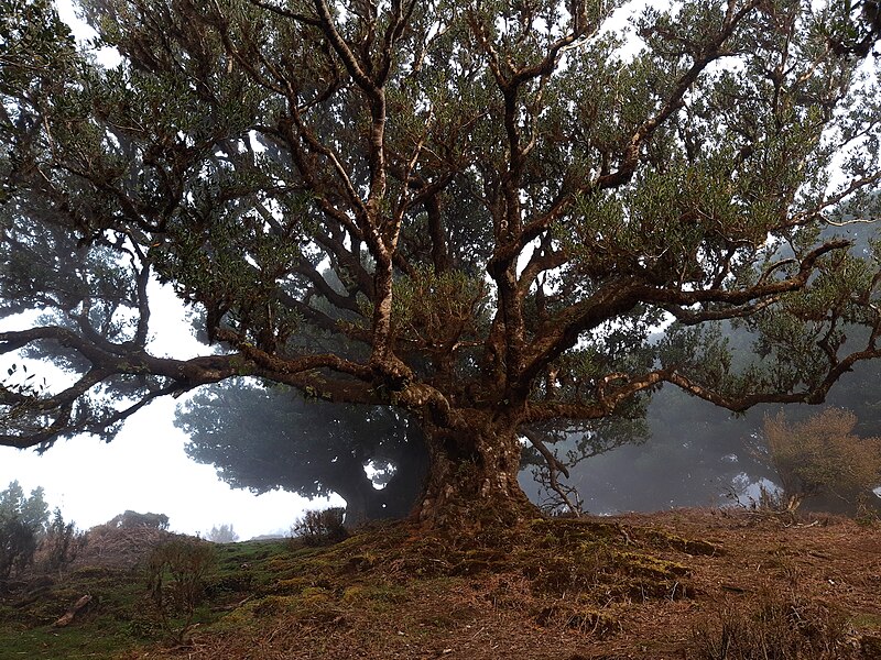 File:Fanal, Madeira, large laurel tree with mist coming in.jpg