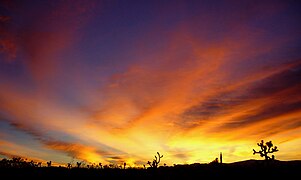 Chạng vạng tối ở Joshua Tree, California, Hoa Kỳ