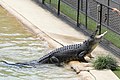 Feeding of Saltwater Crocodile.jpg