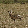 Feldhase, Lepus europaeus 1a.JPG