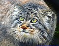 Felis manul -Howletts Wild Animal Park -8.jpg