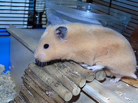 black syrian hamster
