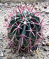 Ferocactus latispinus, syn. Ferocactus recurvus, Ferokaktus, 2008-05-01